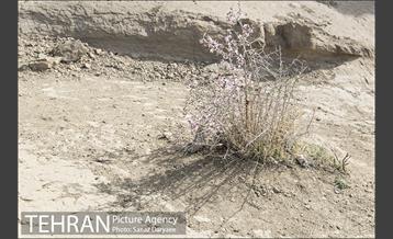 کوه های روستای وردیج 19