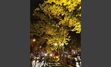 نورپردازی درختان بلوار میرداماد 10