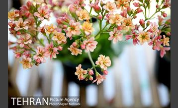 طرح گلماند در منطقه 18