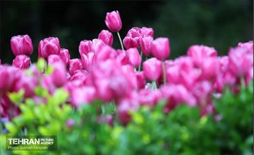 لاله‌ها میهمان باغ ایرانی 30