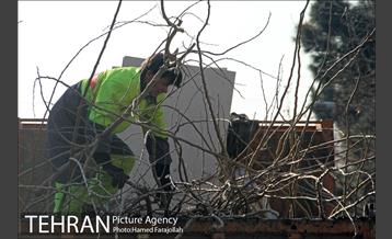 عملیات هرس درختان درمعابر و بوستانهای مناطق تهران 20