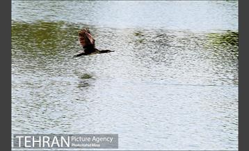 حضور پرندگان مهاجر در تهران 8