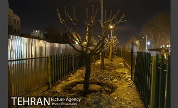 ​جا به جایی درختان گیشا به دلیل ساخت زیرگذر 3