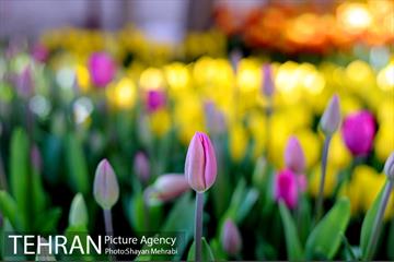 پیاده راه لاله مادران 32
