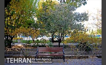 طبیعت پاییزی بلوار کشاورز 8