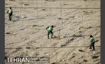 بازدید از پروژه جنگل کاری 1250 هکتاری 9