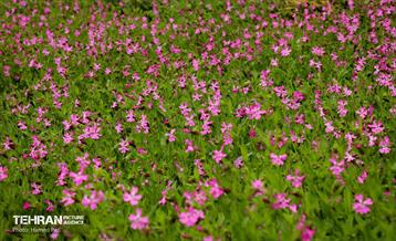 باغ گیاه‌شناسی 37