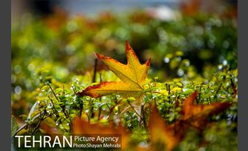 پاییز در بوستان المهدی(عج) 35