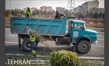 آغاز فصل هرس درختان- 2