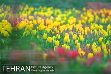 روش گل های لاله در باغ ایرانی 33