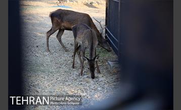 باغ راز هستی 17