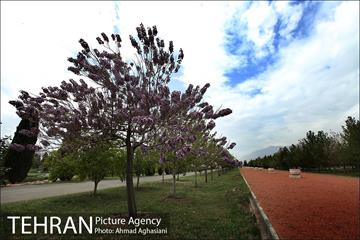 باغ گیاه‌شناسی ملی ایران 9