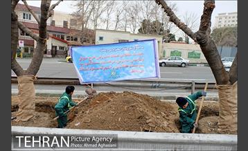تلاش ویژه شهرداری برای نجات زندگی حدود یکصد درخت اتوبان نیایش 1