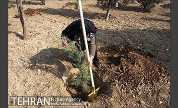 کاشت نهال در بوستان ولایت  7