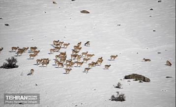 حیات وحش تهران  52