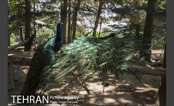 دهمین تور عکاسی آژانس عکس تهران از مکان های شاخص منطقه یک 17