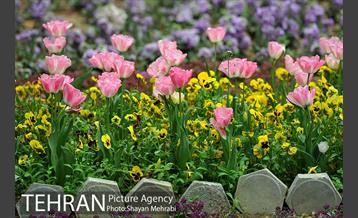 رویش گل لاله در پارک شهر 11