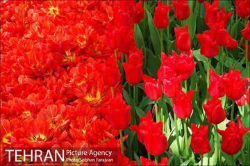 لاله برای مادران 8