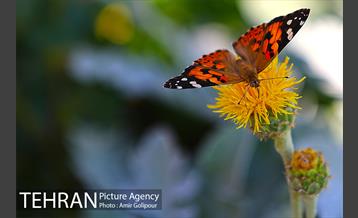 پرواز پروانه ها در شهر 5