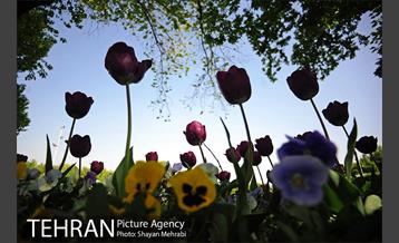 رویش گل های لاله در بوستان لاله 13