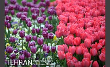 بوستان ملت 7