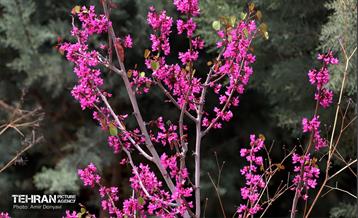 بهار ارغوانی 18