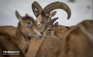 حیات وحش تهران  21