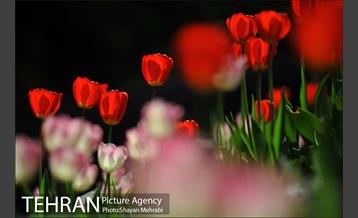 رویش گل های لاله در بوستان ملت 18