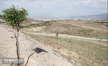 بازدید اصحاب رسانه از کمربند سبز 32