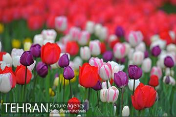 روش گل های لاله در باغ ایرانی 36