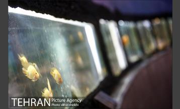 موزه طبیعت و حیات وحش دارآباد 33