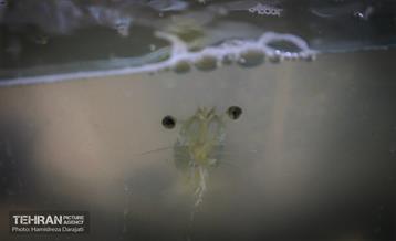 نمایشگاه بزرگ توانمندی ها جهاد دانشگاهی 22