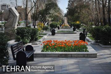 رویش گل های لاله در پارک ملت 10