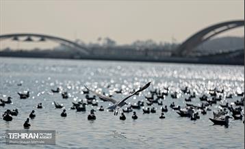 کوچ پرندگان مهاجر به دریاچه شهدای خلیج‌فارس 33
