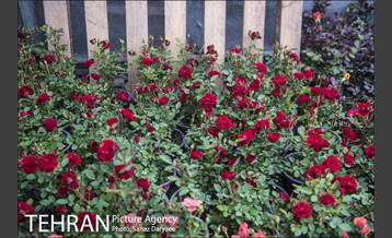 بازار گل شهید محلاتی 10