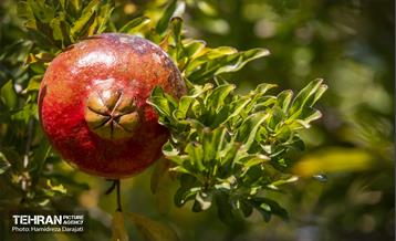 یـاقوت سرخ  9