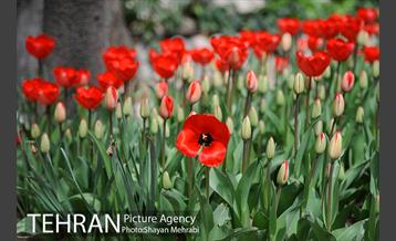 رویش گل های لاله در باغ ایرانی 27