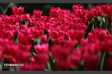 باغ ایرانی میزبان لاله‌ها 30