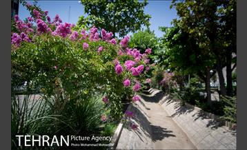 گل های توری 17