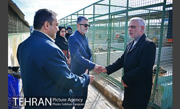 رهاسازی 150 قلاده سگ بدون صاحب  2