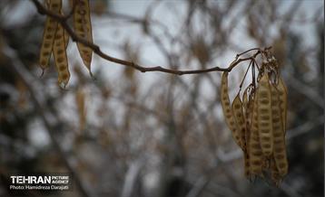 برف چهره تهران را سپیدپوش کرد 8