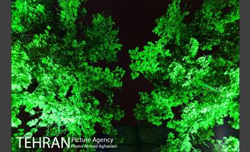 نورپردازی درختان بلوار میرداماد 14