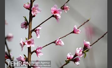 بهار در تهران 23