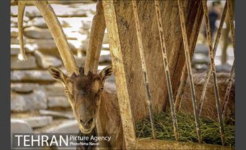 زندگی در قفس 6