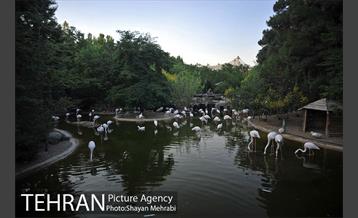 باغ پرندگان تهران 63