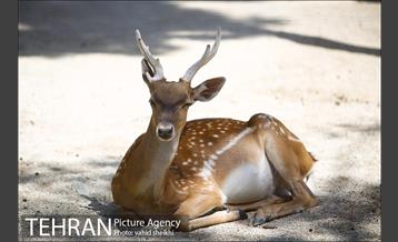 باغ وحش ارم 10