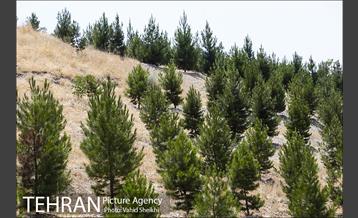 بوستان جنگلی یاس فاطمی 25