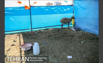 مرکز عرضه دام بهداشتی به مناسبت عید قربان در منطقه 22 تهران 45