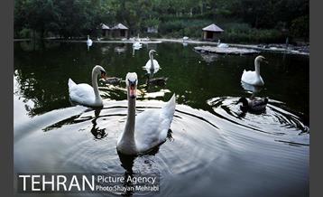 باغ پرندگان تهران 48