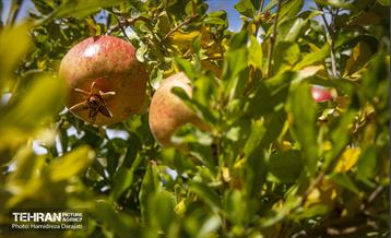 یـاقوت سرخ  10